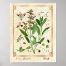Search for salvia posters Botanical