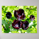 Search for black tulip posters Flower