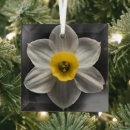 Search for daffodil christmas tree decorations Nature