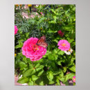 Search for pink zinnia posters Butterfly