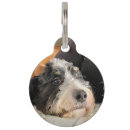 Search for leashed poodle Dog