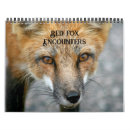 Search for fox photography Nature