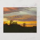 Search for flys postcards Sunset