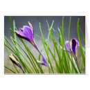 Search for striped crocus Purple