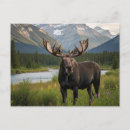 Search for canadian moose postcards Travel