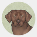Search for chocolate labrador retriever stickers Brown