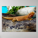 Search for dragon pet posters Lizard