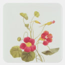 Search for nasturtium stickers Botanical
