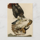 Search for red tails postcards Red tailed hawk