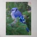 Search for bluejay posters Wildlife