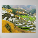 Search for cultivation posters Agriculture