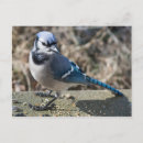 Search for blue jay feathers postcards Animal