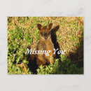 Search for wallabies postcards Wallaby