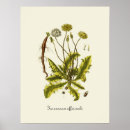 Search for vintage dandelion illustration Floral