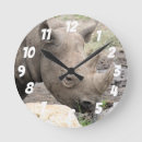Search for rhino clocks Animal