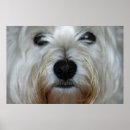 Search for westie posters Terrier