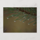 Search for pine needles postcards Nature