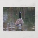 Search for pond reflection postcards Canada
