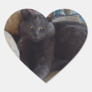 Search for russian blue cat stickers Animal