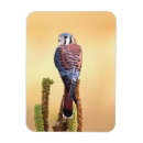 Search for hawk magnets Usa