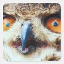 Search for owls head stickers Bird