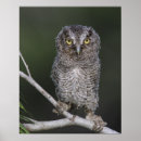 Search for grey owl posters Portrait