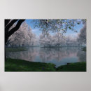 Search for spring cherry blossom posters Landscapes
