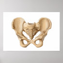 Search for human bones posters Pubic symphysis