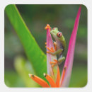 Search for red frog stickers Green