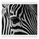 Search for zebra head posters Animals