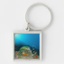 Search for fish swimming key rings Sealife