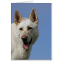 Search for white german shepherd postcards Canine photographer