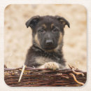 Search for german shepherd coasters Animal