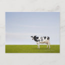 Search for holstein postcards Horizontal