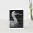Search for crane bird cards Sandhill
