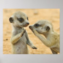 Search for two animals posters Young animal