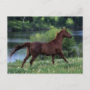 Search for thoroughbred postcards Standing