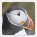 Search for atlantic puffin stickers Black