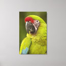Search for ara canvas prints Macaw