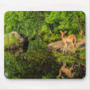 Search for odocoileus electronics Fawn