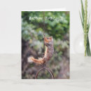 Search for funny hang in there cards Squirrel