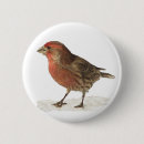 Search for finch badges Bird