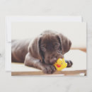 Search for puppy thank you cards Retriever