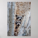 Search for danita delimont posters Carnivore