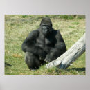 Search for lowland posters Animals