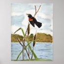 Search for blackbirds art Nature