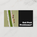 Search for ant business cards Termites