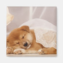 Search for dog sleeping magnets Indoors