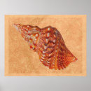 Search for vintage shell posters Summer
