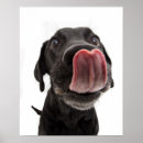 Search for licking posters Pet